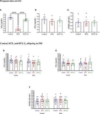 Gestational hypothyroxinemia induces ASD-like phenotypes in behavior, proinflammatory markers, and glutamatergic protein expression in mouse offspring of both sexes